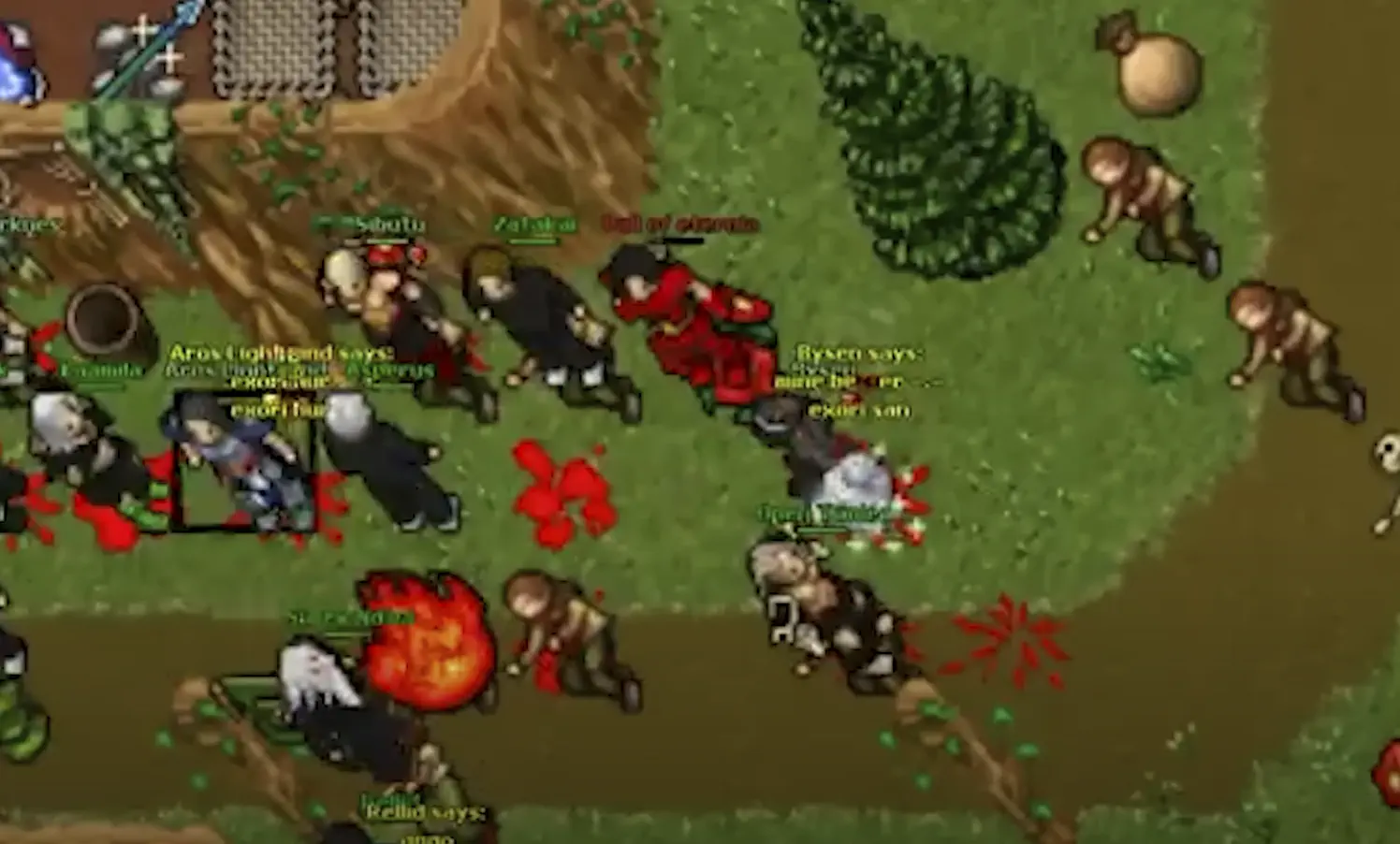 Tibia